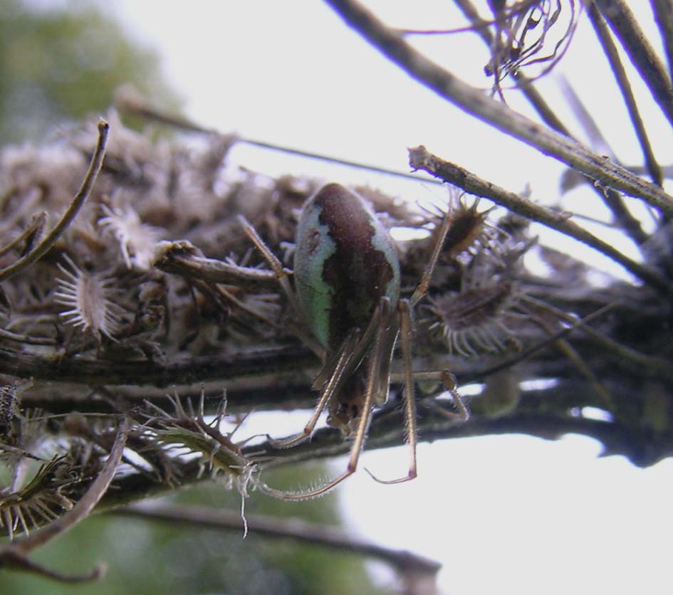 Tetragnatha sp.